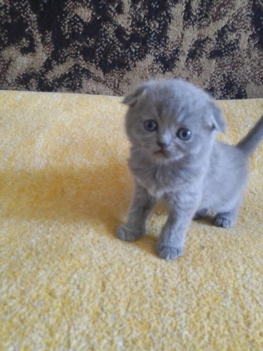 Шотландские котята