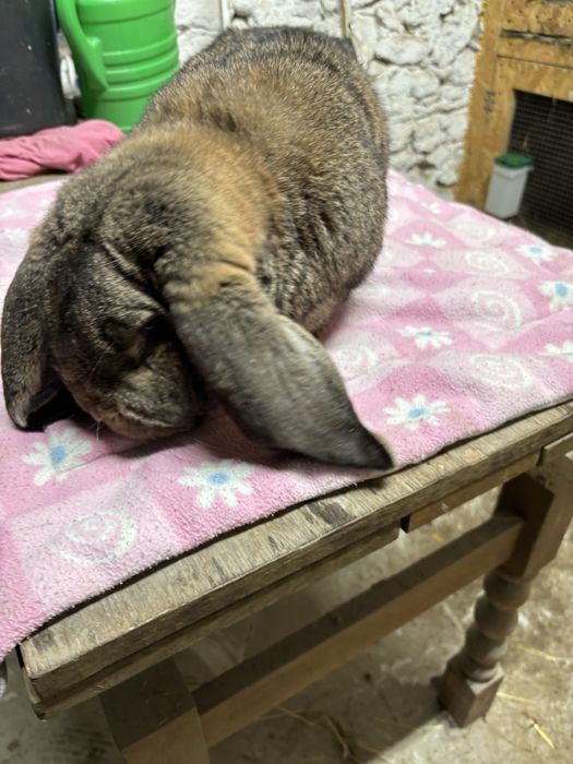 Kroliki samce baran francuski