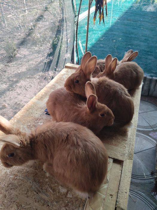 Продам кролики новозеландські.