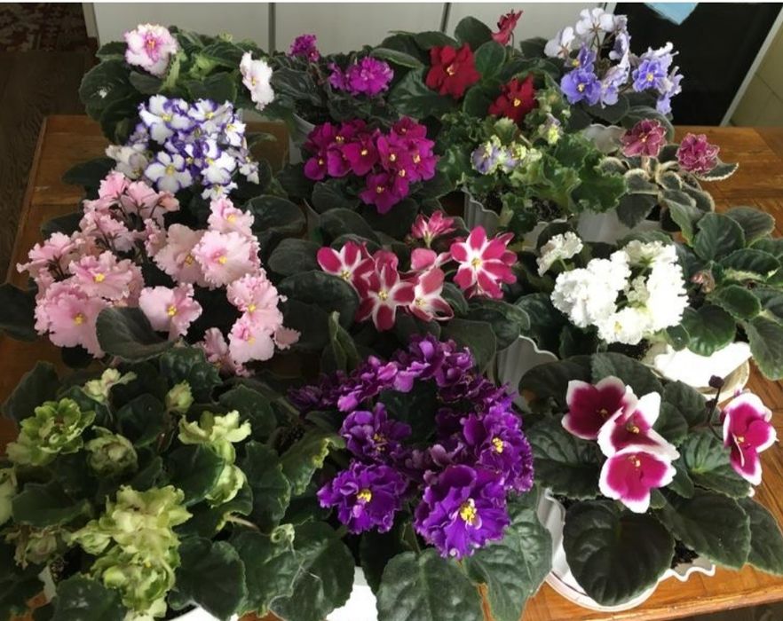 Продам молодые кустики фиалки