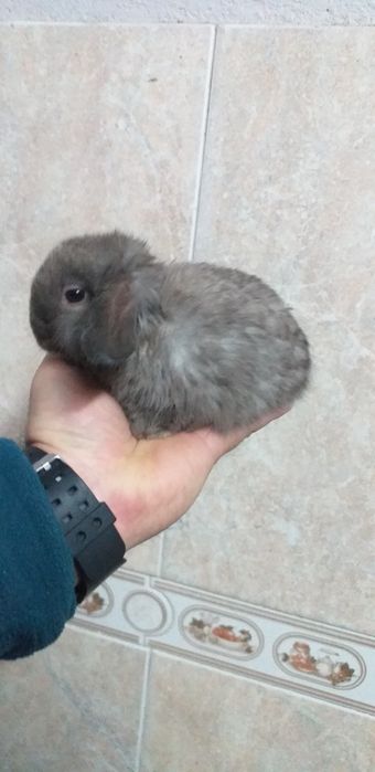 Kit Coelhos anões mini lop belier/orelhudos