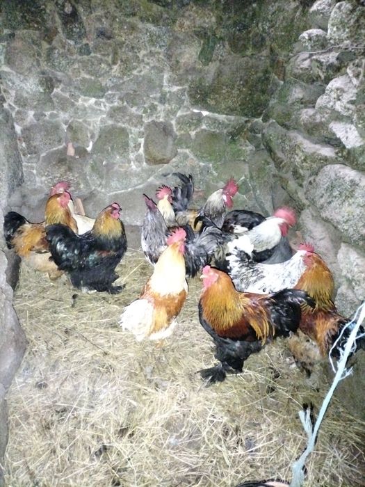 Galos de várias raças