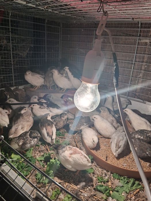 Przepiórki chińskie