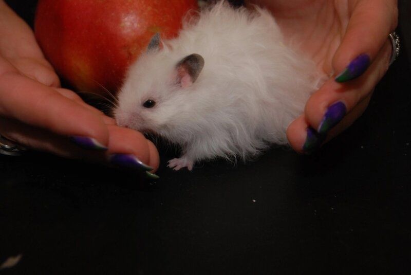 Хом'ячки в наявності