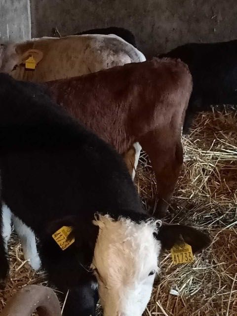 Sprzedam cielaki każda ilość