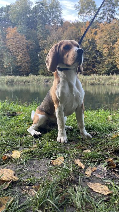 Бігль, вʼязка Луцьк