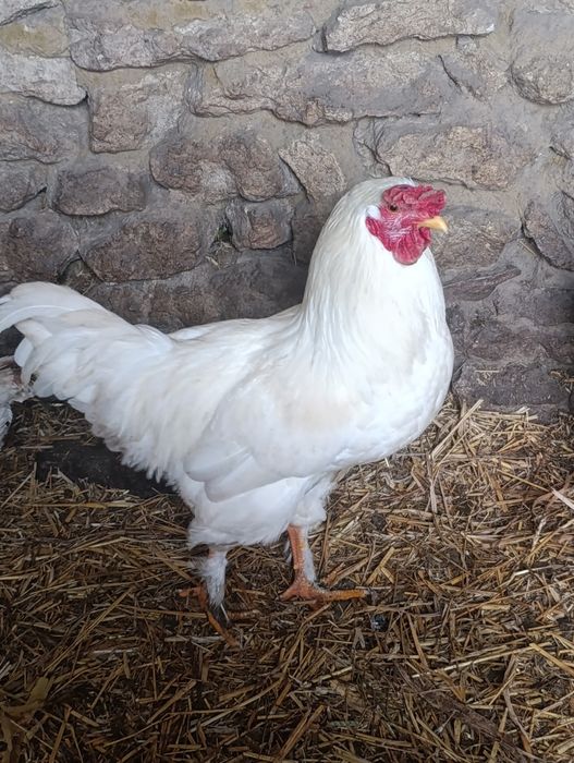 Продам молодого півня