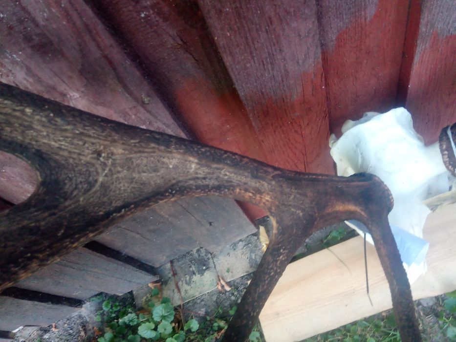 Poroże rogi byk jeleń piękny medalowy wieniec