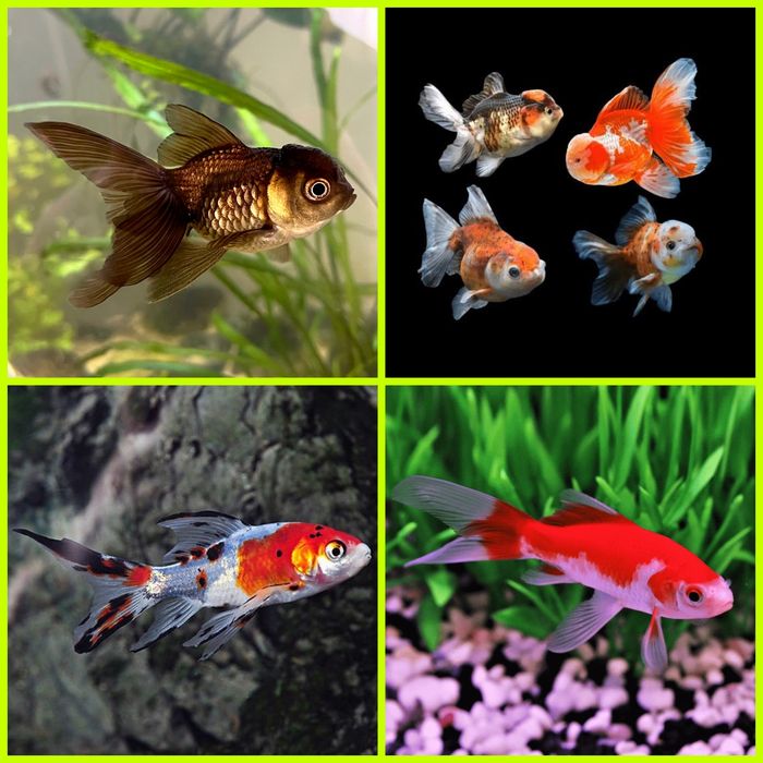 Aquasousa.com - Guppys, Camarões, Neons, Tetras, Escalares e Mais