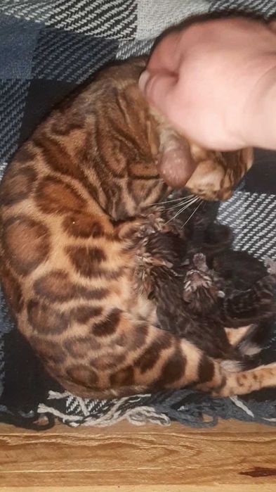 Бенгалята є завжди! Є під бронь і готові переїздить. Документи WCF