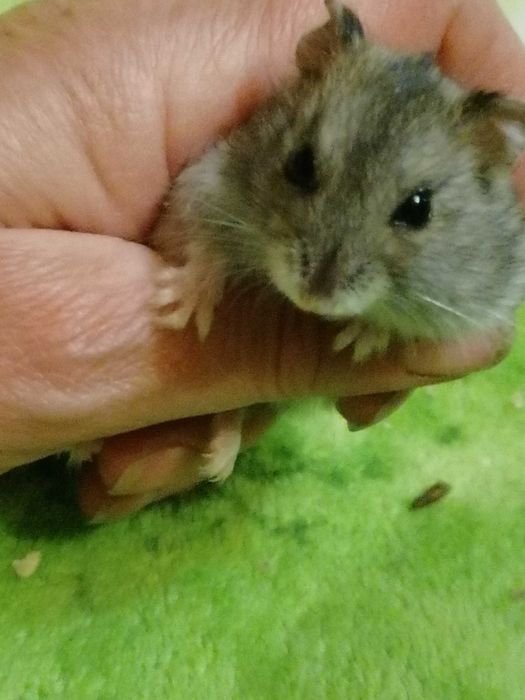 Джунгарики - Хомяк джунгарский - Хомячок - Хомяки много