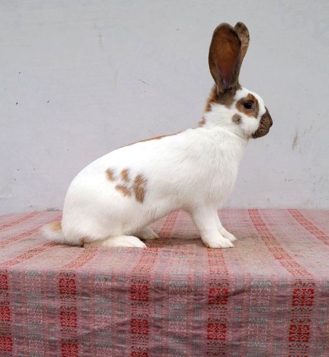 строкач Мадагаскар