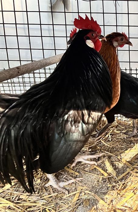 Koguty Rasy Feniks,Silki