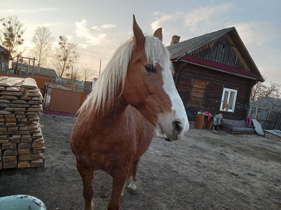 Продам кобилк робочу