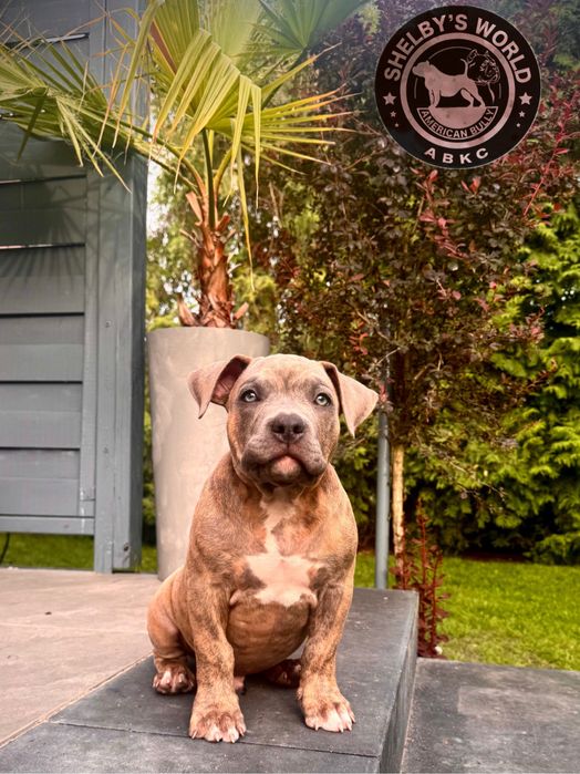 American Bully - APOLLO  - Gotowy do odbioru już teraz!