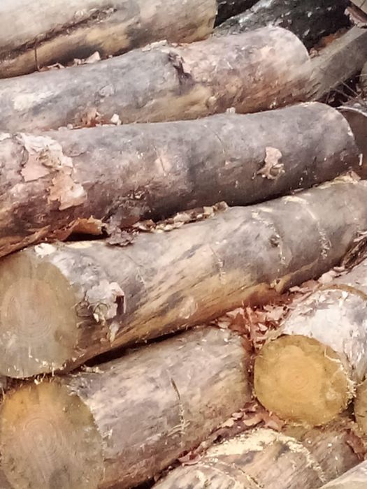 Drewno opałowe, kominkowe