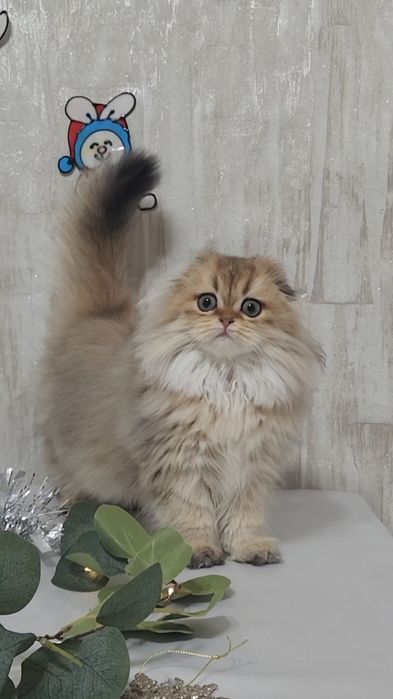 Шотландська Дівчинка золота шиншила
