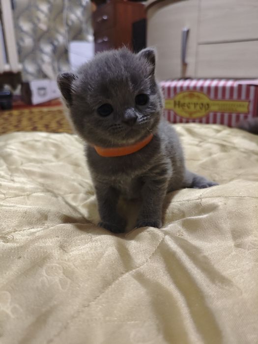 Британские и Шотландские котята