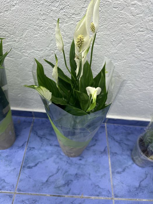 Кімнатні квіти Спатифілум