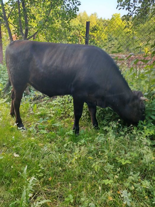 Продається ялівка