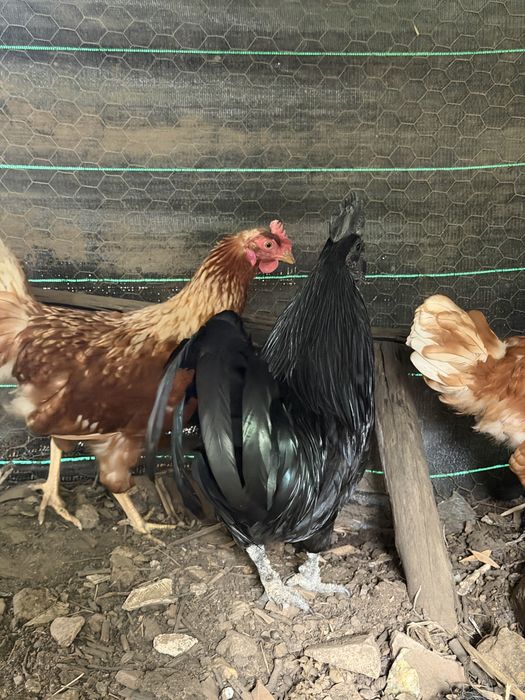 Macho ayam cemani Puro