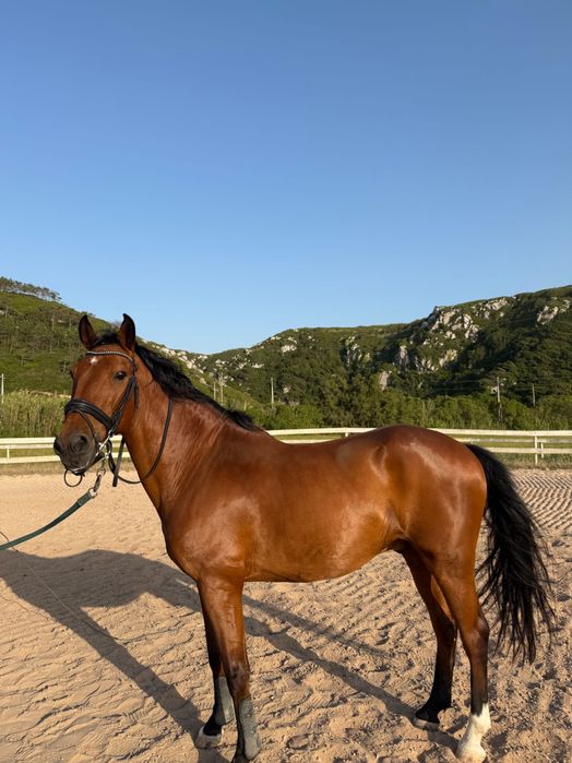 Cavalo Castanho Castrado