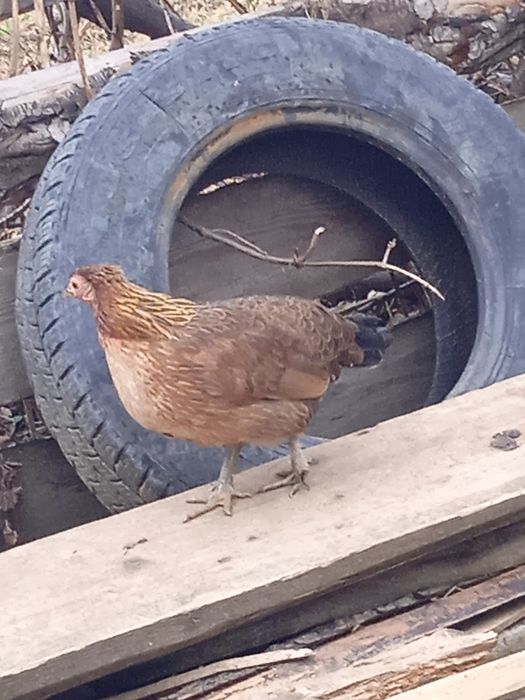 Продам американські кури