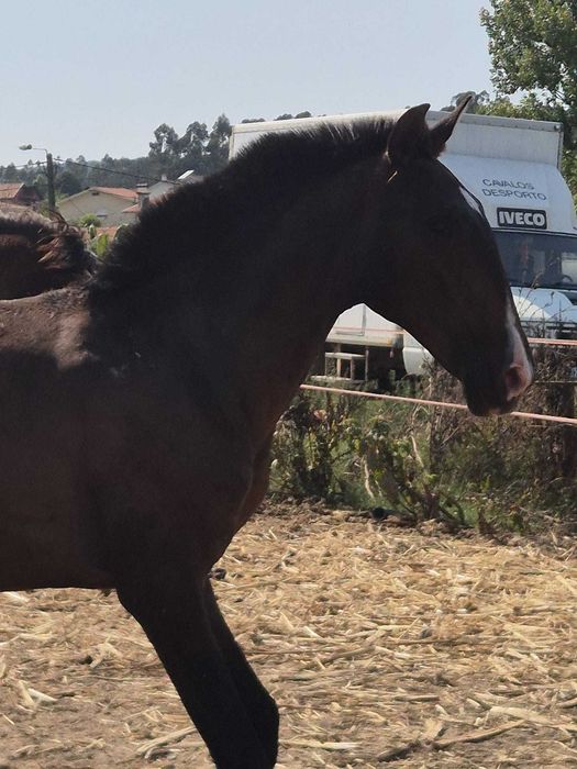 Poldro  Lusitano