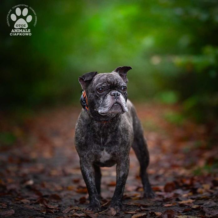 Radociech czeka na doświadczony dom! OTOZ Animals Ciapkowo