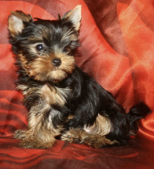 Цуцики породи йорк