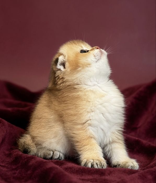 Золота  шиншила котенята