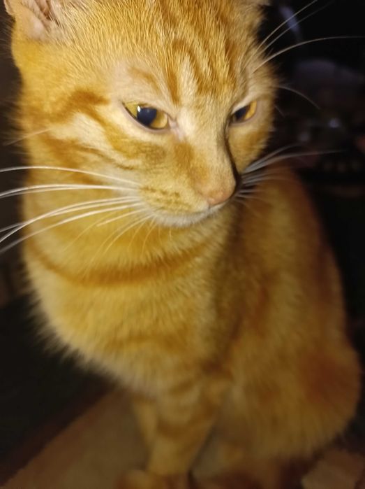 Соня гарненька киця