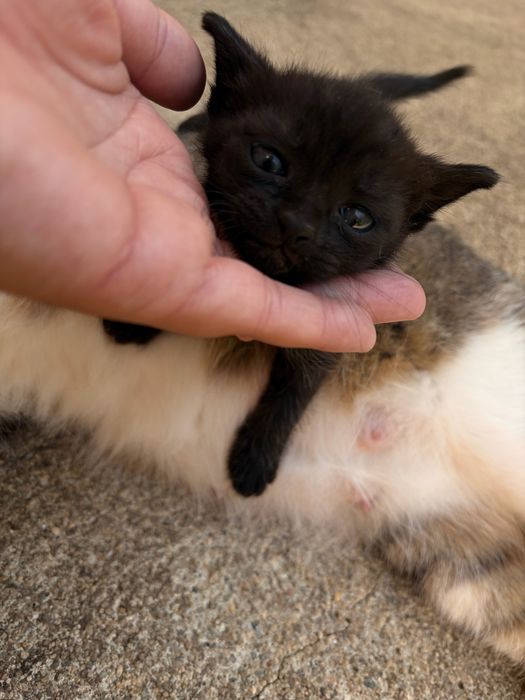 Tenho essas duas gatas mae e filha para adocao !