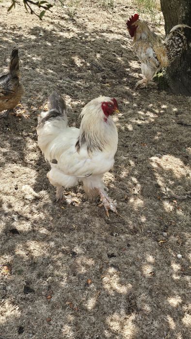 Vendo galo e galinhas Brahma light