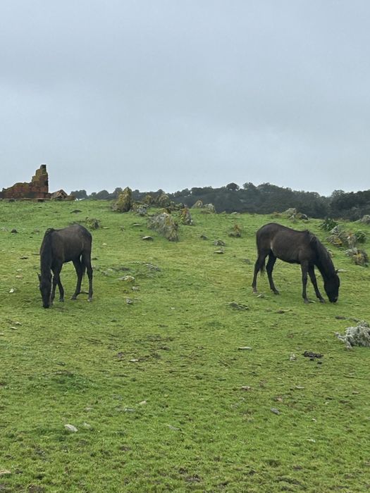 2 plodros cruzados lusitano 2400€