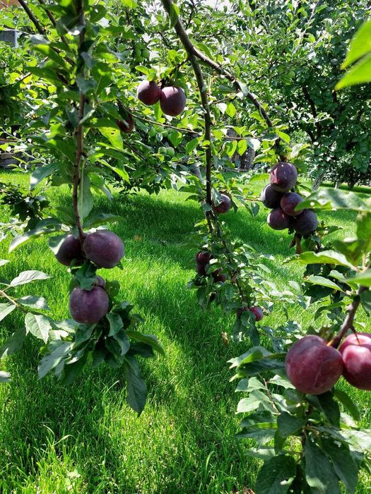 Догляд за садом. Покос газона. Підживлення/обробка рослин та газону