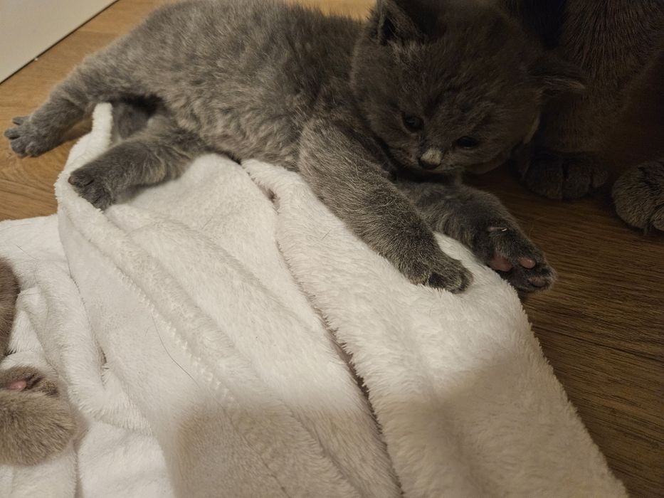 Scottish fold 2 meses