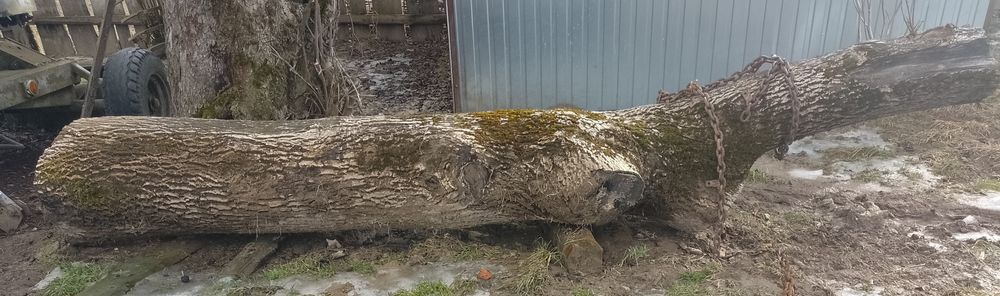 Kłoda orzech włoski