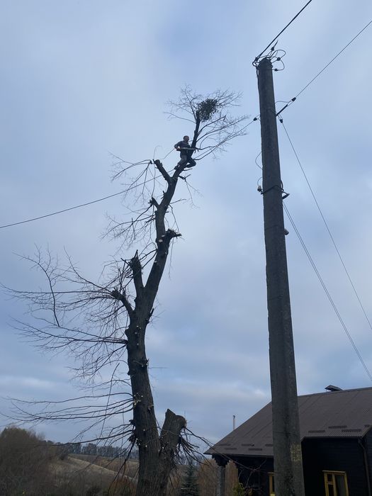 Зрізаня аварійних дерев вирізана розчистка ділянок
