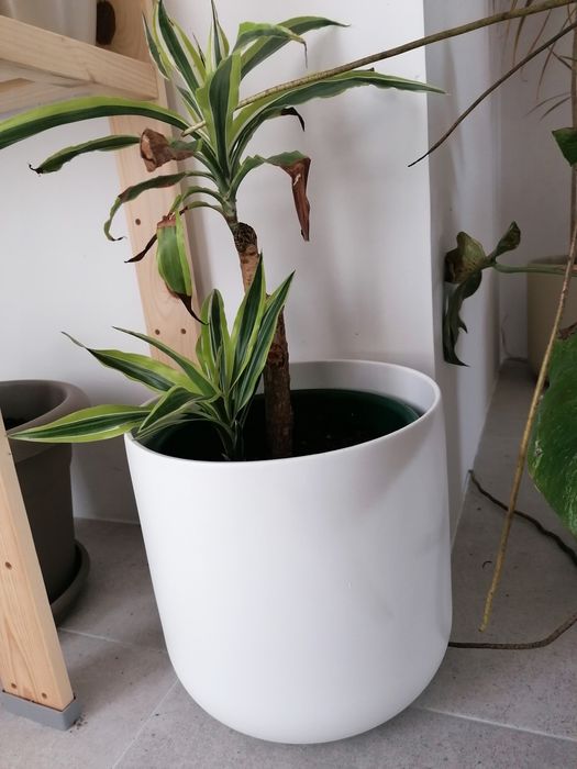 Dracaena lemon lime 40 cm