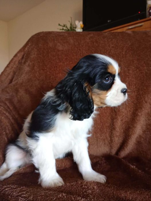 Cavalier King Charles Spaniel suczka