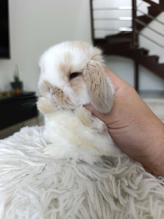 Mini lop karzełek Teddy hodowla zarejestrowana