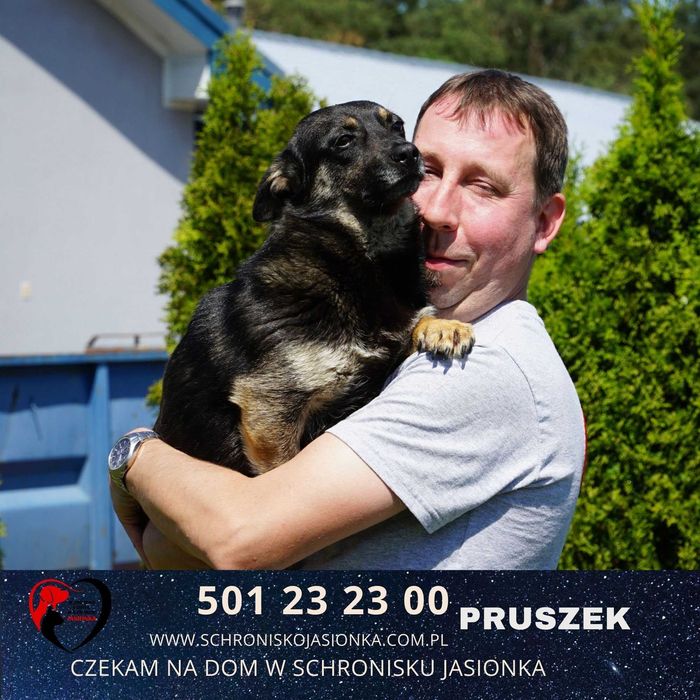 PRUSZEK do adopcji – Schronisko Jasionka