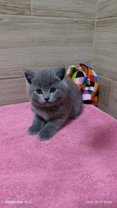Британський хлопчик!