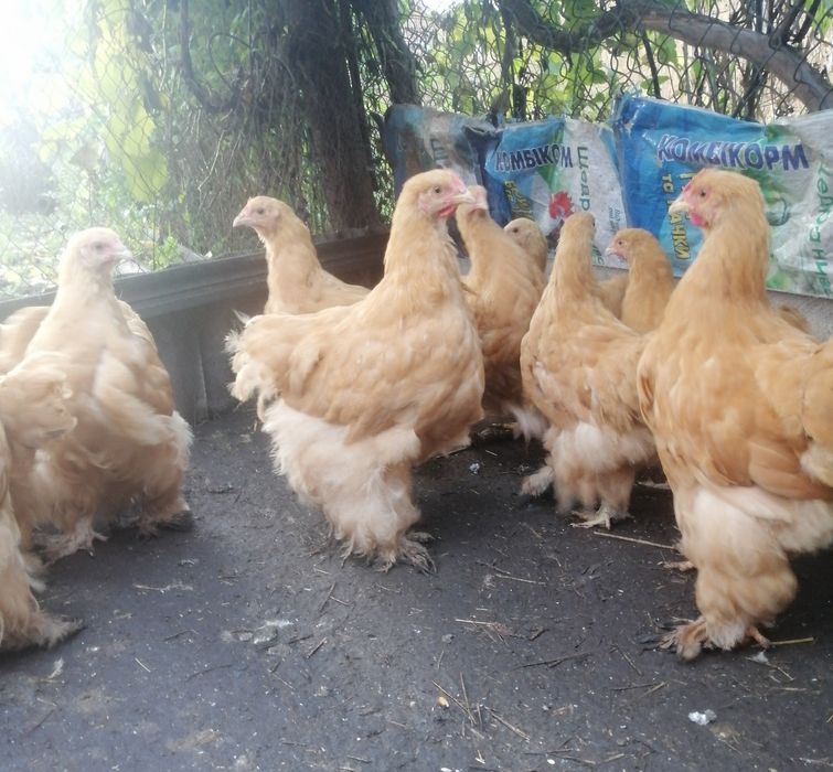 Продам півників кохінхін