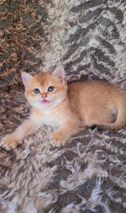 Красивые породные котята