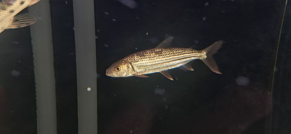 Peixe tigre do nilo 18Cm (HYDROCYNUS FORSKAHLI)
