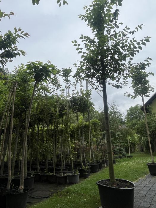 Wiąz obwód 14-18cm donica