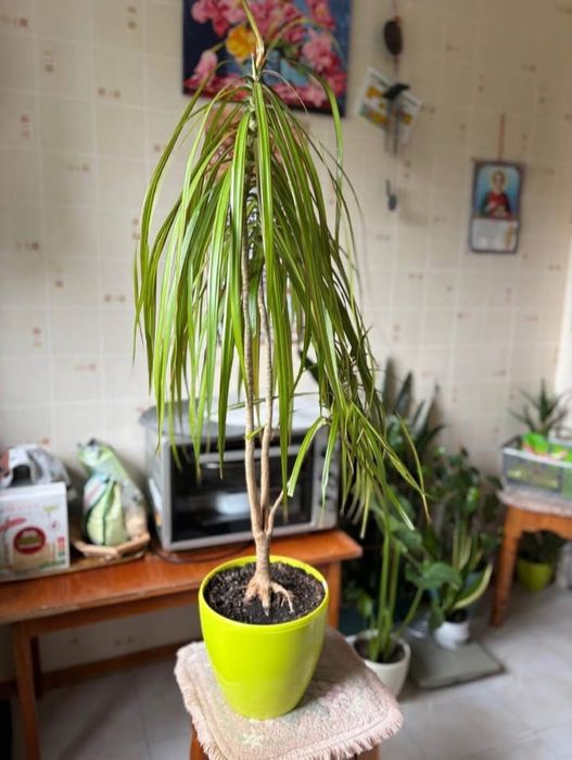 Стреліція двох видів, Драцена