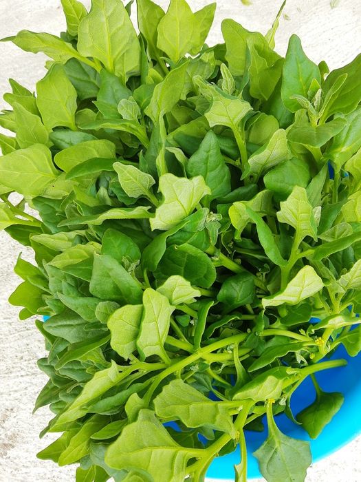 Vendo espinafres muito tenrrinhos